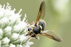 Hoplitimyia constans