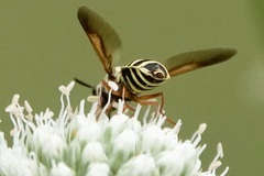 Hoplitimyia constans