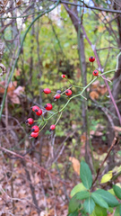 Rosa multiflora
