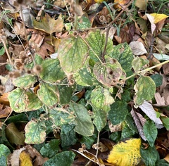 Silene