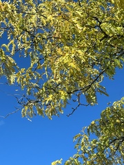 Gleditsia triacanthos