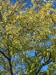 Gleditsia triacanthos