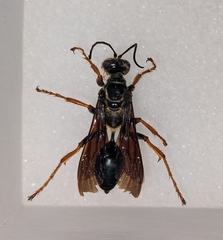 Sphex flavovestitus