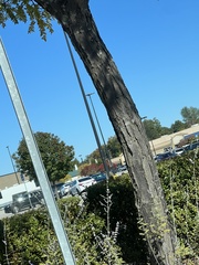 Gleditsia triacanthos