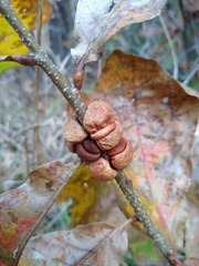 Disholcaspis spongiosa