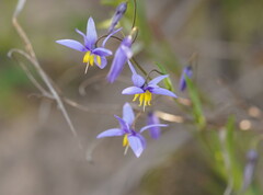Stypandra glauca