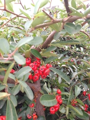 Pyracantha coccinea