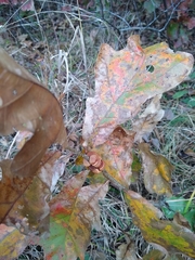 Disholcaspis spongiosa