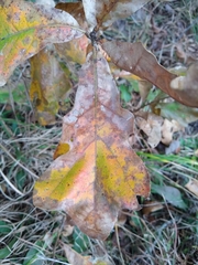 Disholcaspis spongiosa