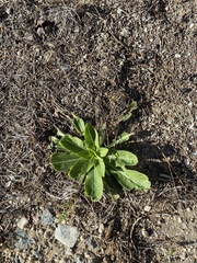 Oenothera elata hookeri