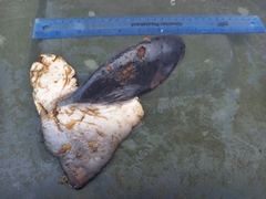 Phocoena