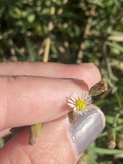 Symphyotrichum subulatum squamatum