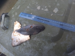 Phocoena