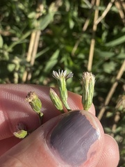 Symphyotrichum subulatum squamatum