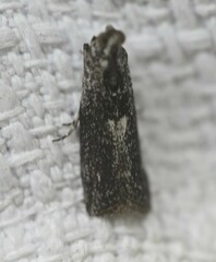 Sciota melanostyla