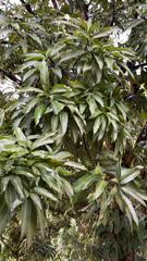 Mangifera indica