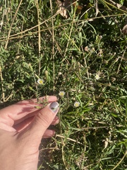 Symphyotrichum subulatum squamatum