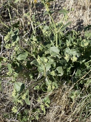 Mirabilis