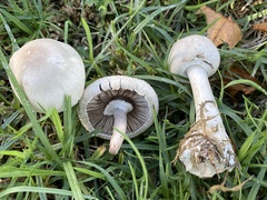 Leucoagaricus leucothites