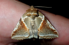 Habrosyne pyritoides