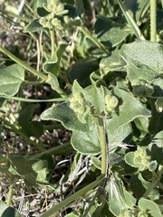 Mirabilis