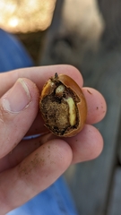 Conotrachelus posticatus