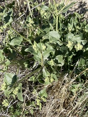 Mirabilis