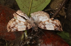 Mylon zephus