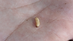 Conotrachelus posticatus