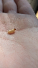 Conotrachelus posticatus