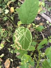 Phyllocnistis populiella