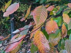 Carpinus caroliniana