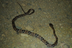 Trimorphodon biscutatus