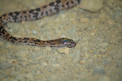 Trimorphodon biscutatus