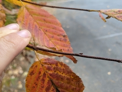 Carpinus caroliniana