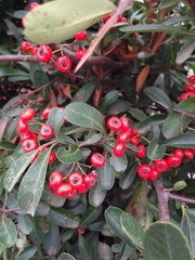 Pyracantha coccinea
