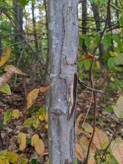 Carpinus caroliniana
