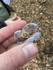 Lactarius paradoxus