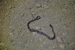 Trimorphodon biscutatus