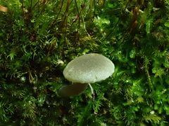 Rhodocybe