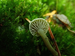 Rhodocybe