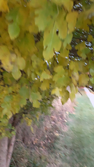 Vitis vinifera