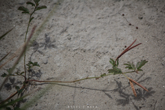 Desmanthus acuminatus