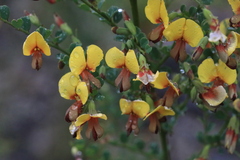 Bossiaea obcordata