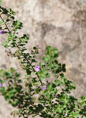 Prostanthera rotundifolia