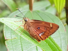 Trapezites symmomus