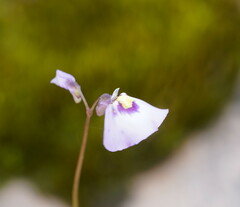 Utricularia grampiana