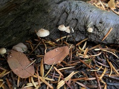 Pseudomarasmius pallidocephalus