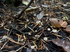 Pseudomarasmius pallidocephalus