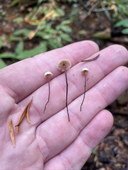 Pseudomarasmius pallidocephalus